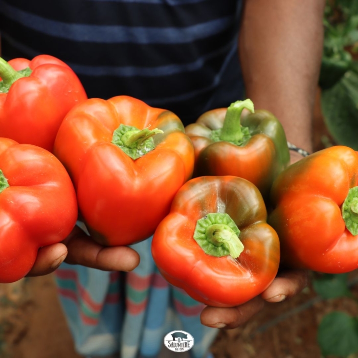 Giardiniera "Mariolino" - immagine 3